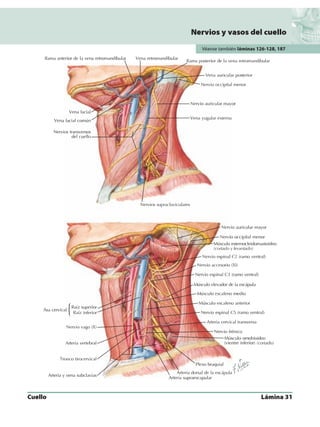Anatomia - Netter.pdf