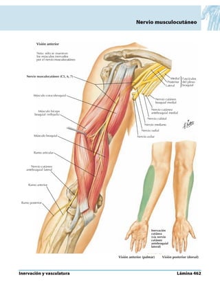 Anatomia - Netter.pdf