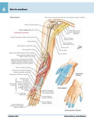 Anatomia - Netter.pdf
