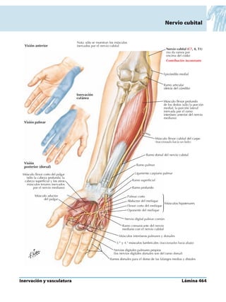 Anatomia - Netter.pdf