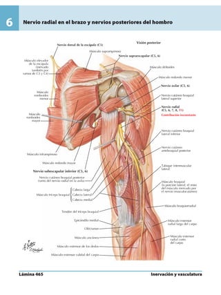 Anatomia - Netter.pdf