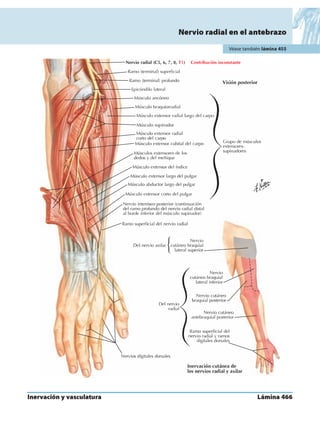 Anatomia - Netter.pdf