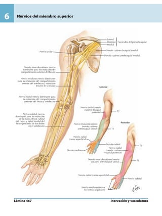 Anatomia - Netter.pdf