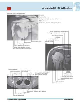 Anatomia - Netter.pdf