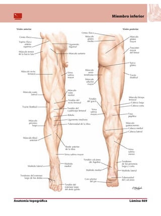 Anatomia - Netter.pdf