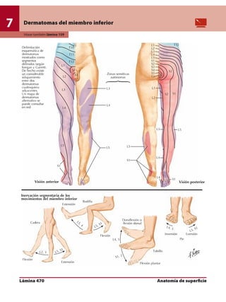 Anatomia - Netter.pdf