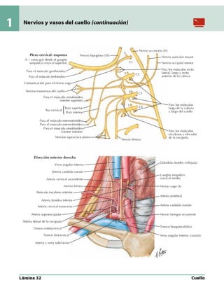 Anatomia - Netter.pdf