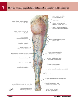 Anatomia - Netter.pdf