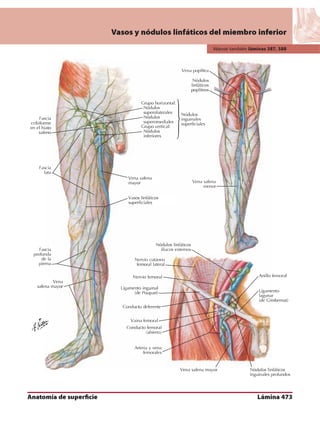 Anatomia - Netter.pdf
