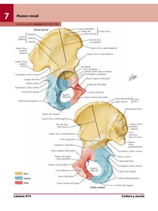 Anatomia - Netter.pdf