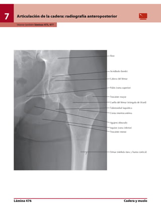 Anatomia - Netter.pdf