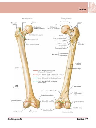 Anatomia - Netter.pdf
