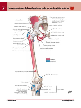 Anatomia - Netter.pdf
