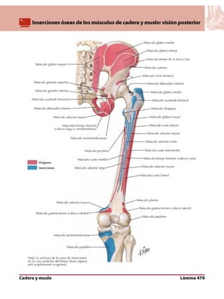 Anatomia - Netter.pdf