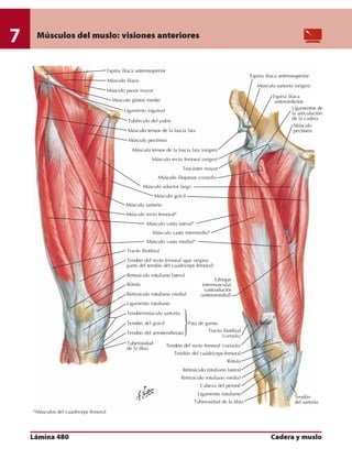 Anatomia - Netter.pdf