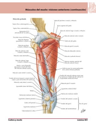 Anatomia - Netter.pdf
