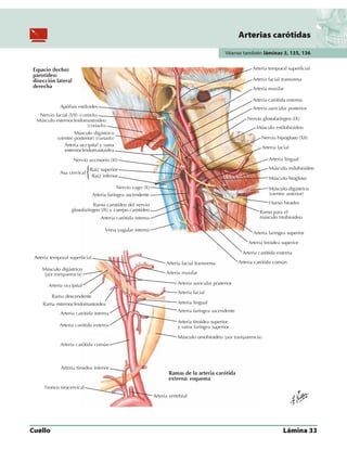 Anatomia - Netter.pdf