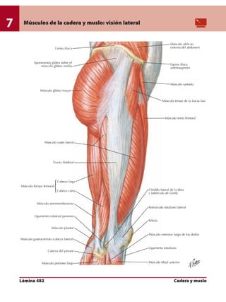 Anatomia - Netter.pdf