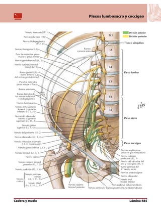 Anatomia - Netter.pdf