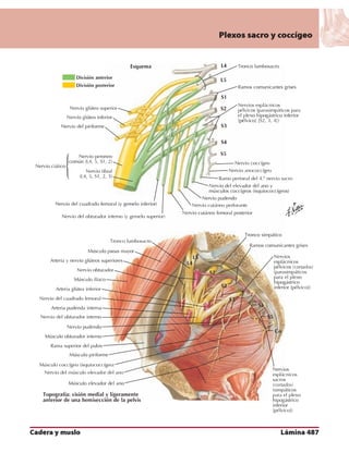 Anatomia - Netter.pdf