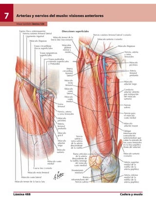 Anatomia - Netter.pdf