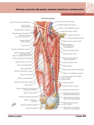 Anatomia - Netter.pdf