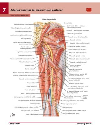 Anatomia - Netter.pdf