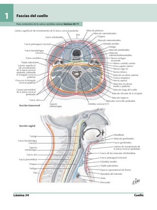 Anatomia - Netter.pdf