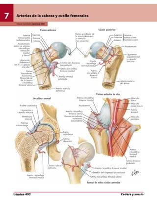 Anatomia - Netter.pdf