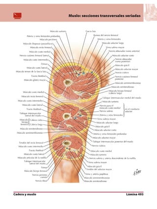 Anatomia - Netter.pdf