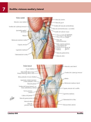 Anatomia - Netter.pdf