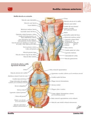 Anatomia - Netter.pdf