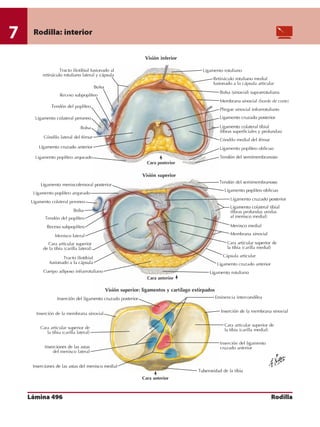 Anatomia - Netter.pdf