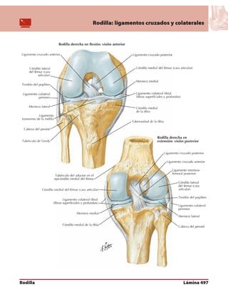Anatomia - Netter.pdf