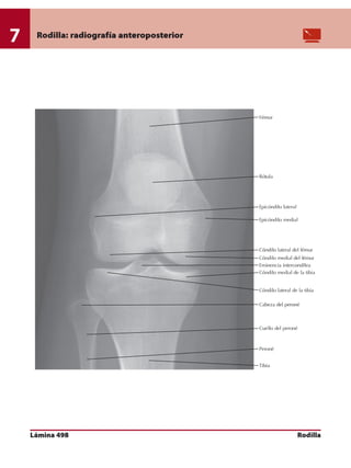 Anatomia - Netter.pdf