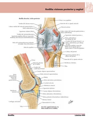 Anatomia - Netter.pdf