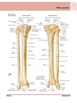 Anatomia - Netter.pdf