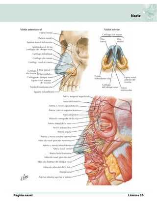 Anatomia - Netter.pdf