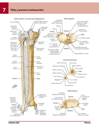 Anatomia - Netter.pdf