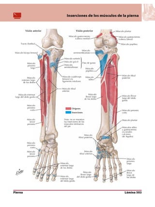 Anatomia - Netter.pdf