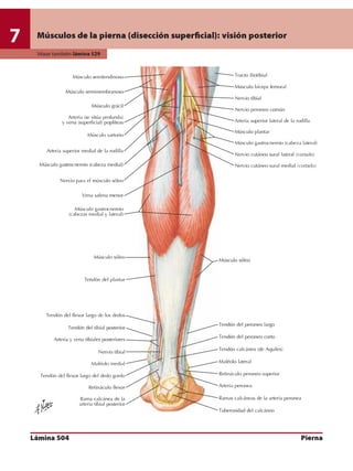 Anatomia - Netter.pdf