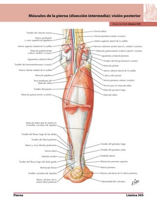Anatomia - Netter.pdf