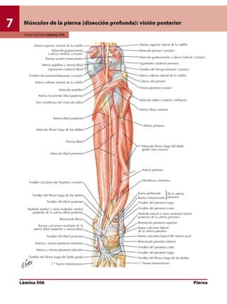 Anatomia - Netter.pdf