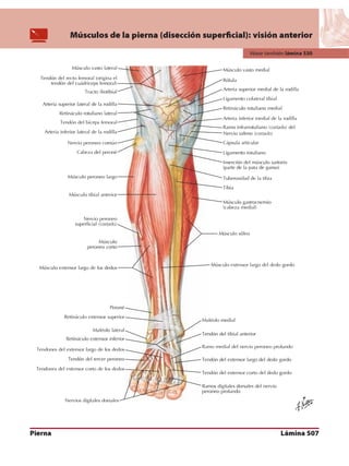 Anatomia - Netter.pdf