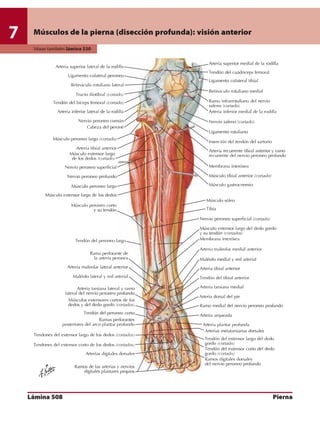 Anatomia - Netter.pdf