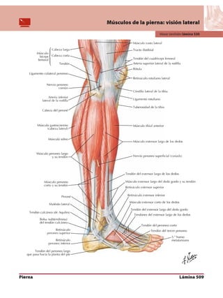 Anatomia - Netter.pdf