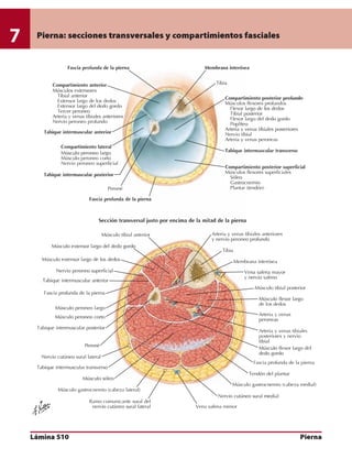 Anatomia - Netter.pdf