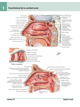 Anatomia - Netter.pdf