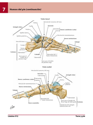 Anatomia - Netter.pdf