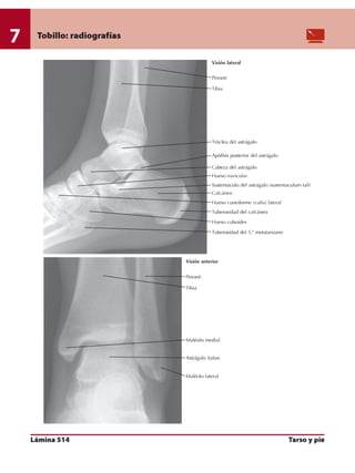 Anatomia - Netter.pdf